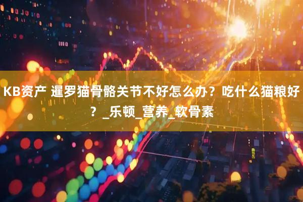 KB资产 暹罗猫骨骼关节不好怎么办？吃什么猫粮好？_乐顿_营养_软骨素